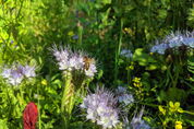 Biene auf Phacelia-Blume