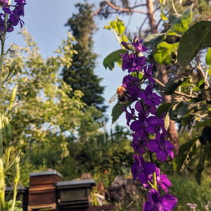 Hummel an Rittersporn-Blüte